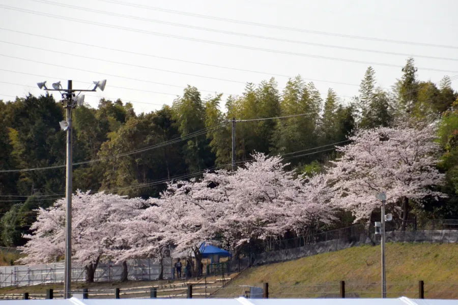 【桜画像】快晴で春らんまん！日本GP決勝に満開の桜、F1ドライバーたちも春開催の鈴鹿サーキットを歓迎